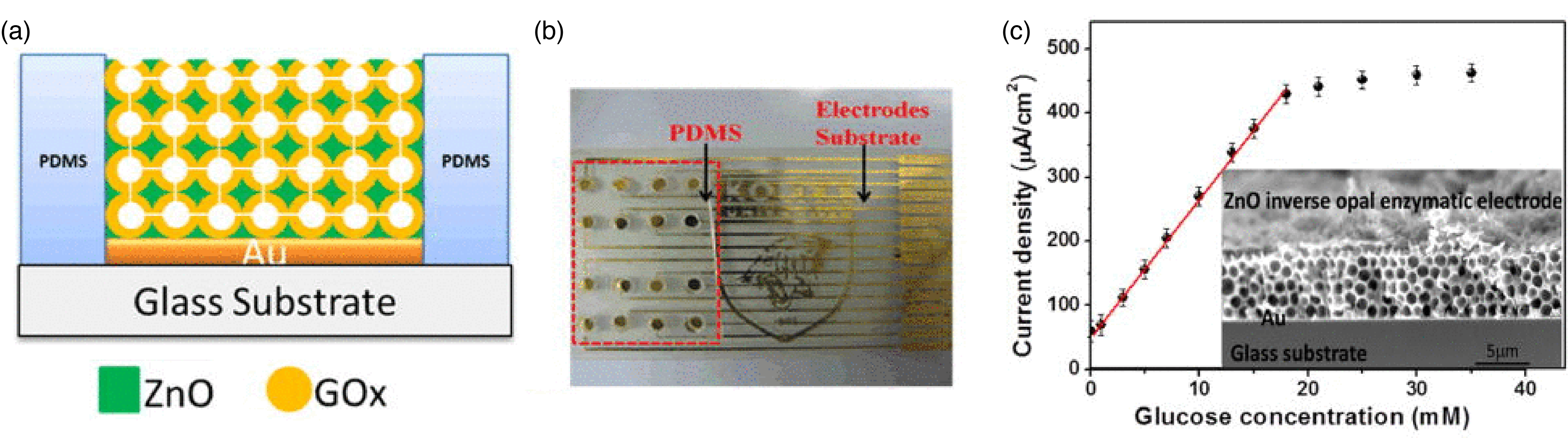 ZnO biosensor